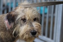 CEBO, Hund, Bearded Collie-Briard-Mix in Lohra-Reimershausen - Bild 1