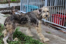 CEBO, Hund, Bearded Collie-Briard-Mix in Lohra-Reimershausen - Bild 4