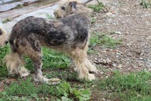 CEBO, Hund, Bearded Collie-Briard-Mix in Lohra-Reimershausen - Bild 5