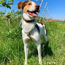 EDDY, Hund, Mischlingshund in Freiburg - Bild 1