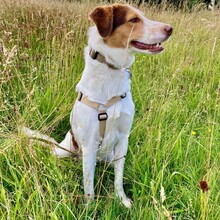 EDDY, Hund, Mischlingshund in Freiburg - Bild 3