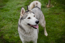 MARLIES, Hund, Siberian Husky-Mix in Kroatien - Bild 1