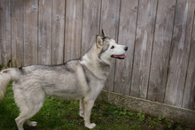 MARLIES, Hund, Siberian Husky-Mix in Kroatien - Bild 2