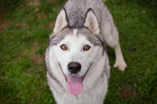 MARLIES, Hund, Siberian Husky-Mix in Kroatien - Bild 4