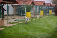 MARLIES, Hund, Siberian Husky-Mix in Kroatien - Bild 5