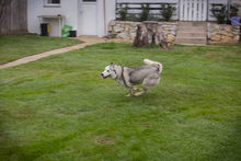 MARLIES, Hund, Siberian Husky-Mix in Kroatien - Bild 6