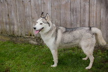 MARLIES, Hund, Siberian Husky-Mix in Kroatien - Bild 7