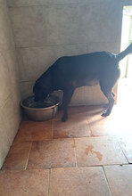 SLAVI, Hund, Mischlingshund in Bulgarien - Bild 10