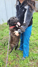 SLAVI, Hund, Mischlingshund in Bulgarien - Bild 11