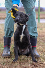 SLAVI, Hund, Mischlingshund in Bulgarien - Bild 2