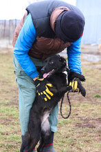 SLAVI, Hund, Mischlingshund in Bulgarien - Bild 3