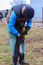 SLAVI, Hund, Mischlingshund in Bulgarien - Bild 4