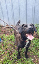 SLAVI, Hund, Mischlingshund in Bulgarien - Bild 7