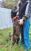 SLAVI, Hund, Mischlingshund in Bulgarien - Bild 8