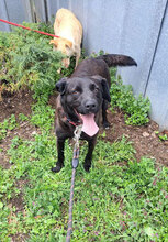 SLAVI, Hund, Mischlingshund in Bulgarien - Bild 9