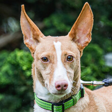 GINIO, Hund, Podenco in Lauf