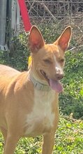 CHARLY, Hund, Podenco-Mix in Spanien