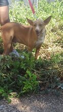 CHARLY, Hund, Podenco-Mix in Spanien - Bild 2