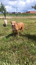 CHARLY, Hund, Podenco-Mix in Spanien - Bild 3