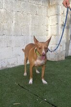 CHARLY, Hund, Podenco-Mix in Spanien - Bild 4