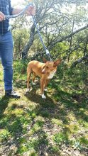 CHARLY, Hund, Podenco-Mix in Spanien - Bild 5