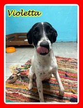 VIOLETA, Hund, Mischlingshund in Spanien