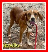 ESTRELLA, Hund, Mischlingshund in Spanien