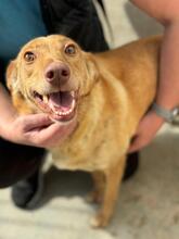 ROSIE, Hund, Podenco in Spanien - Bild 1