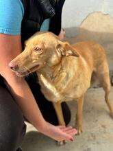 ROSIE, Hund, Podenco in Spanien - Bild 2