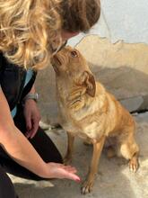 ROSIE, Hund, Podenco in Spanien - Bild 3