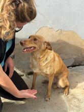 ROSIE, Hund, Podenco in Spanien - Bild 6