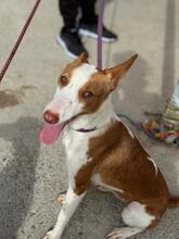 LUCIA, Hund, Podenco in Spanien - Bild 1