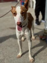 LUCIA, Hund, Podenco in Spanien - Bild 2