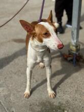 LUCIA, Hund, Podenco in Spanien - Bild 3