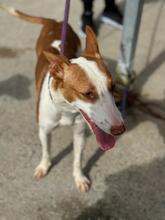 LUCIA, Hund, Podenco in Spanien - Bild 6