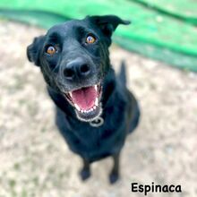 ESPINACA, Hund, Labrador-Mix in Spanien - Bild 1