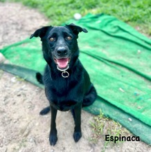 ESPINACA, Hund, Labrador-Mix in Spanien - Bild 2