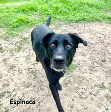 ESPINACA, Hund, Labrador-Mix in Spanien - Bild 3