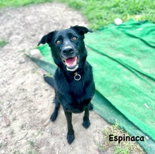 ESPINACA, Hund, Labrador-Mix in Spanien - Bild 4