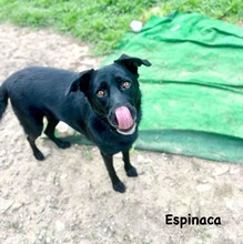 ESPINACA, Hund, Labrador-Mix in Spanien - Bild 5