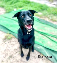 ESPINACA, Hund, Labrador-Mix in Spanien - Bild 6