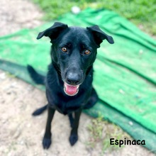 ESPINACA, Hund, Labrador-Mix in Spanien - Bild 7