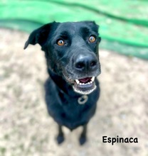 ESPINACA, Hund, Labrador-Mix in Spanien - Bild 8