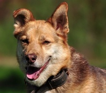 FABIO, Hund, Siberian Husky-Mix in Slowakische Republik - Bild 1