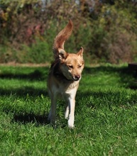 FABIO, Hund, Siberian Husky-Mix in Slowakische Republik - Bild 10