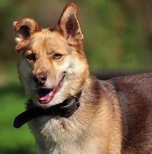 FABIO, Hund, Siberian Husky-Mix in Slowakische Republik - Bild 11