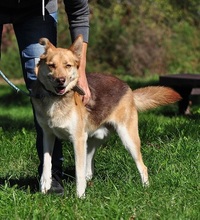 FABIO, Hund, Siberian Husky-Mix in Slowakische Republik - Bild 12