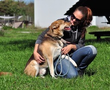 FABIO, Hund, Siberian Husky-Mix in Slowakische Republik - Bild 13