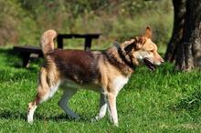 FABIO, Hund, Siberian Husky-Mix in Slowakische Republik - Bild 14