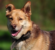 FABIO, Hund, Siberian Husky-Mix in Slowakische Republik - Bild 15